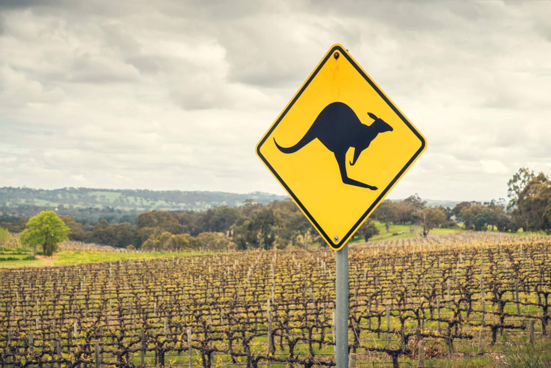 Malbec Gramado vai mostrar as melhores marcas de vinhos australianos