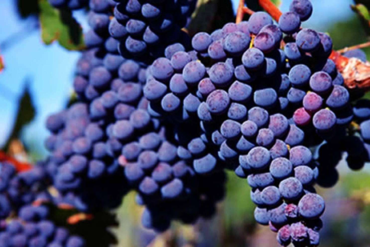 Malbec Gramado fala sobre as características do vinho Merlot